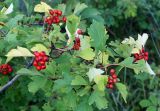 Crataegus dahurica