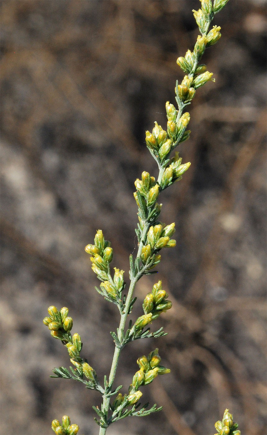 Изображение особи Artemisia serotina.