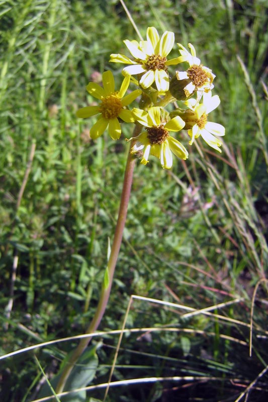 Изображение особи Ligularia alpigena.