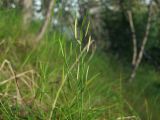 Cardamine umbellata. Верхушки плодоносящих побегов. Магаданская обл., окр. г. Магадан, побережье бухты Нагаева, Морпортовская сопка, небольшой ручей в распадке. 09.08.2017.