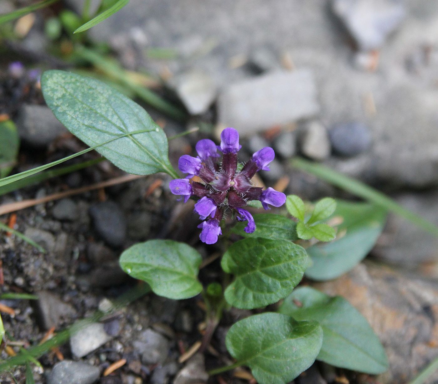 Изображение особи Prunella vulgaris.