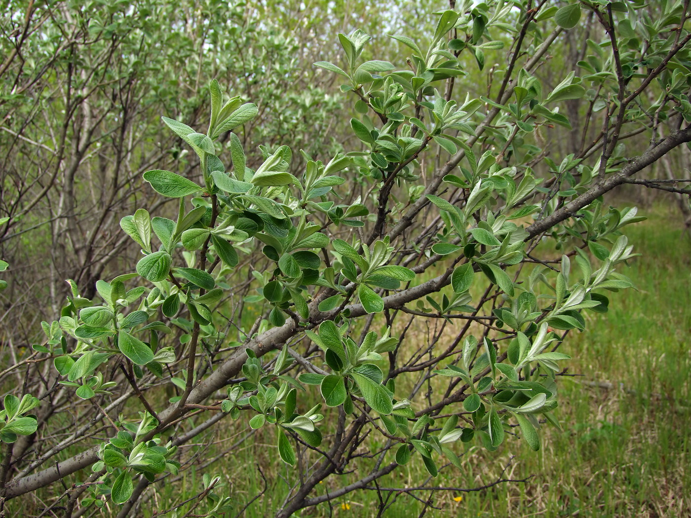 Image of Salix krylovii specimen.