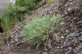 Oxytropis campestris