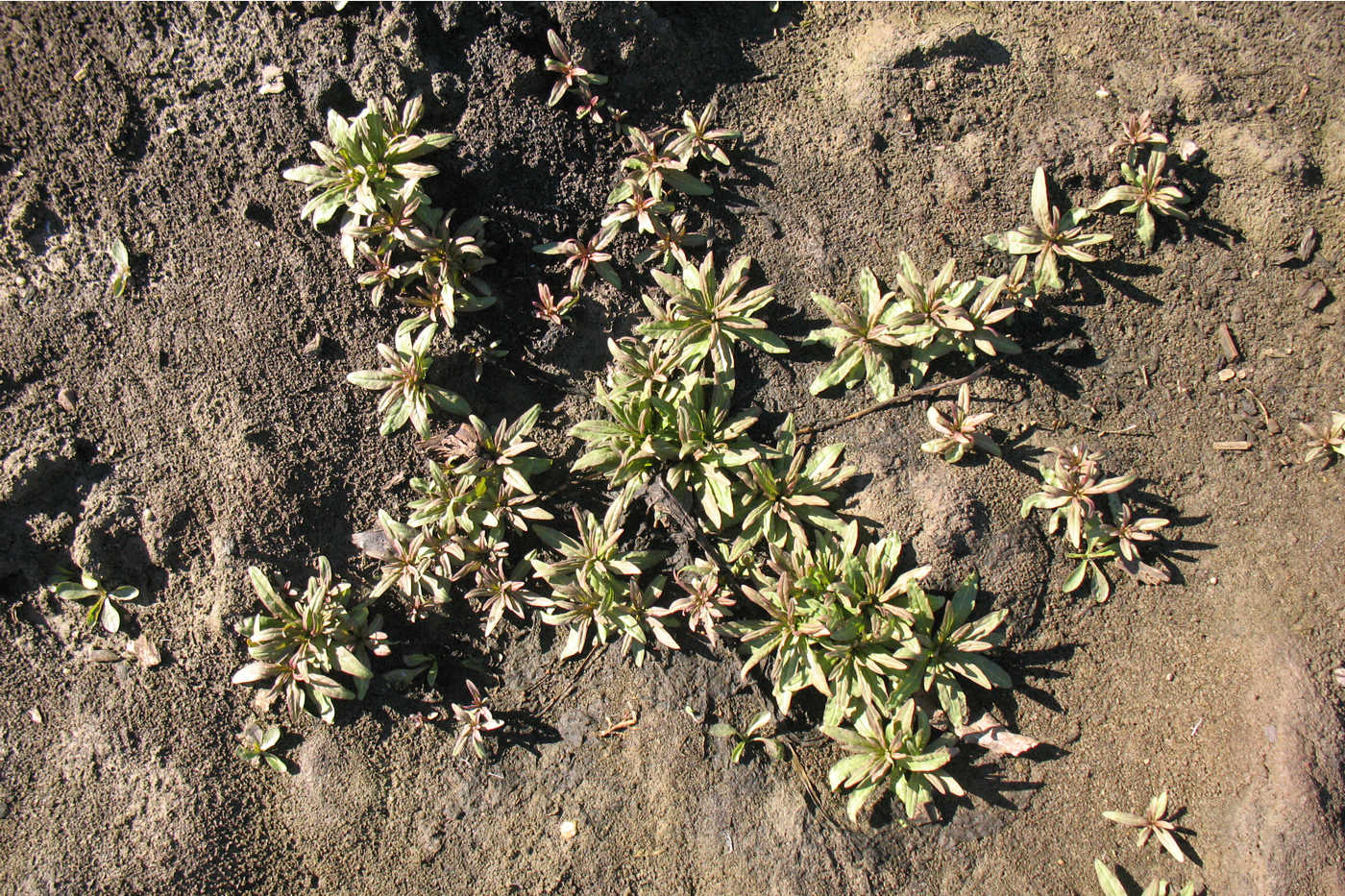 Изображение особи Epilobium montanum.