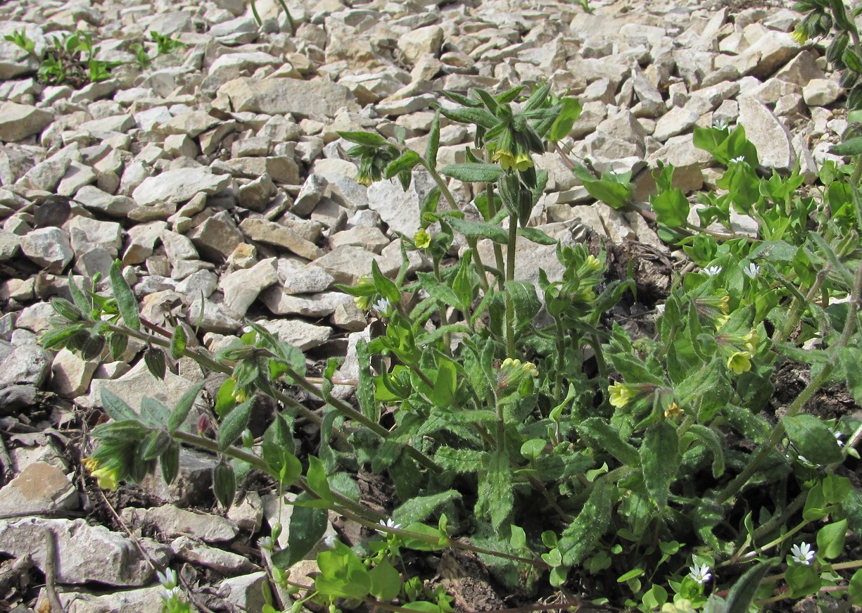 Изображение особи Nonea flavescens.