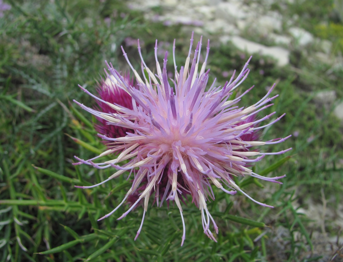 Изображение особи Lamyra echinocephala.