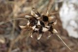 Dianthus capitatus. Верхушка отплодоносившего растения. Крым, Ай-Петринская яйла, Тарпанбаирский хребет, высокоможжевеловое редколесье. 09.11.2019.