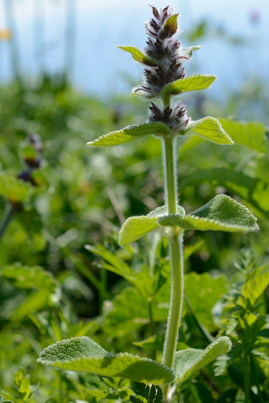 Изображение особи Stachys balansae.