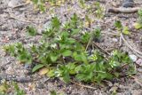 Cerastium semidecandrum