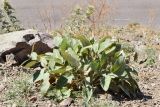 Phlomis sewerzowii