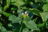 Galeopsis bifida. Верхушка побега с соцветием. Московская обл., Сергиево-Посадский р-н, долина р. Пажа, опушка смешанного леса. 25.08.2021.