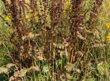 Rumex confertus