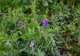 Vicia nervata