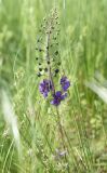 Verbascum phoeniceum. Верхушка расцветающего растения. Луганская Народная Республика, Свердловский р-н, окр. с. Провалье, ковыльная степь. 7 мая 2023 г.