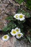 Callianthemum alatavicum