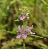 Stachys aspera