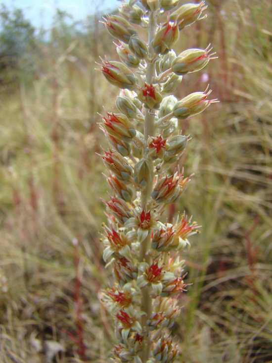 Изображение особи Rosularia subspicata.