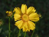 Coreopsis grandiflora. Соцветие. Московская обл., Раменский р-н, окр. дер. Хрипань, дачный участок. 01.07.2001.