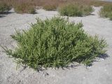 Salicornia perennans. Цветущее растение. Донецкая обл., Первомайский р-н, окр. пгт Ялта, Белосарайская коса, национальный природный парк \"Меотида\", солончак. 28.08.2008.