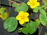 Nymphoides peltata