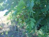 Sorbus domestica. Верхушка ветви с невызревшими плодами. Южный берег Крыма, над Гурзуфом, в лиственном лесу. 21 июня 2012 г.