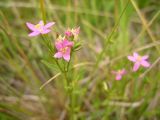 Centaurium uliginosum