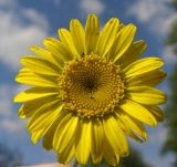 Anthemis tinctoria