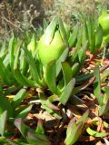 Carpobrotus edulis. Плодоносящий побег. Испания, Каталония, Жирона, Тосса-де-Мар, крепость Вила-Велья. 24.06.2012.