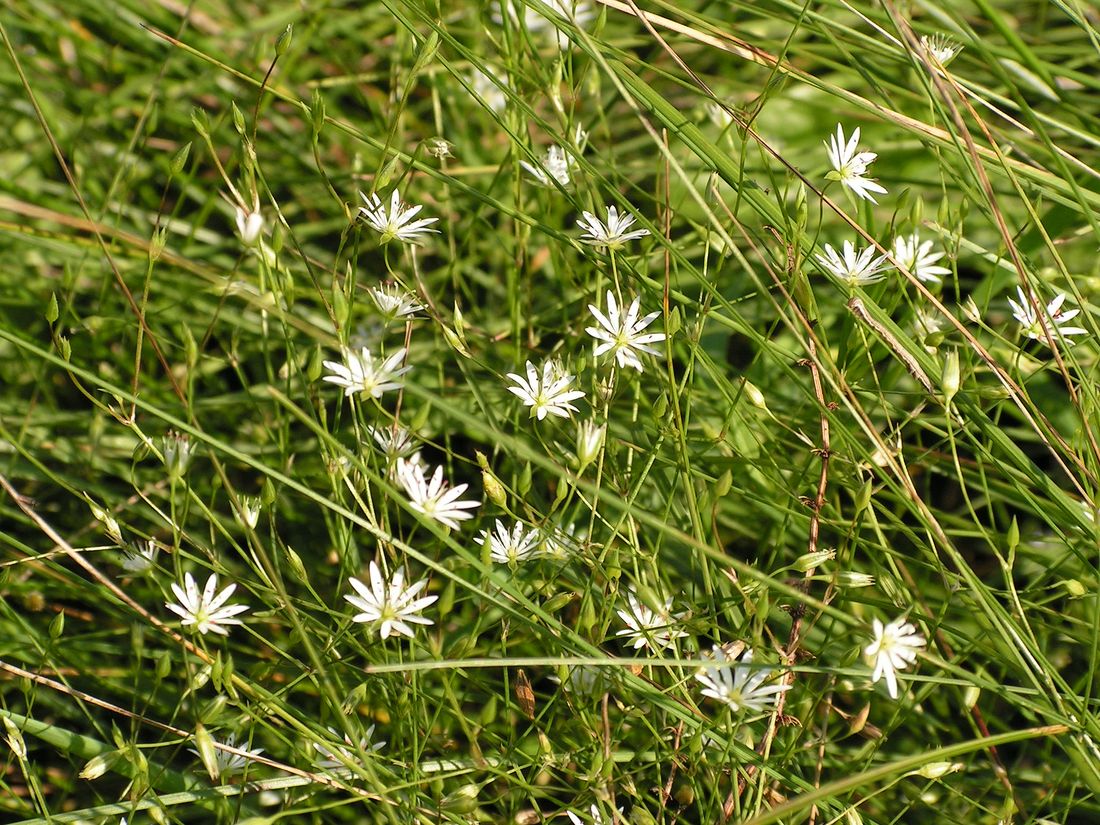 Изображение особи Stellaria longifolia.