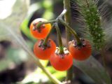 Solanum olgae. Соплодие. Киргизия, Чуйская обл., сорное. 28 сентября 2008 г.