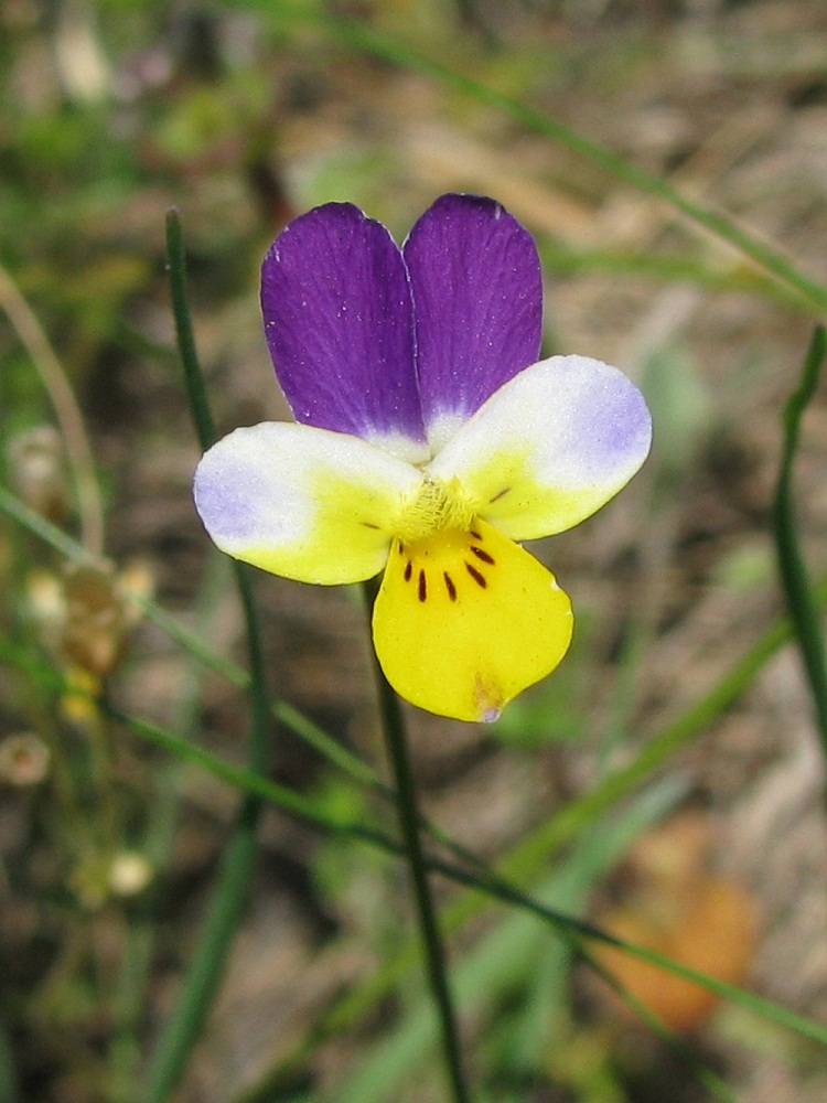 Изображение особи Viola lavrenkoana.