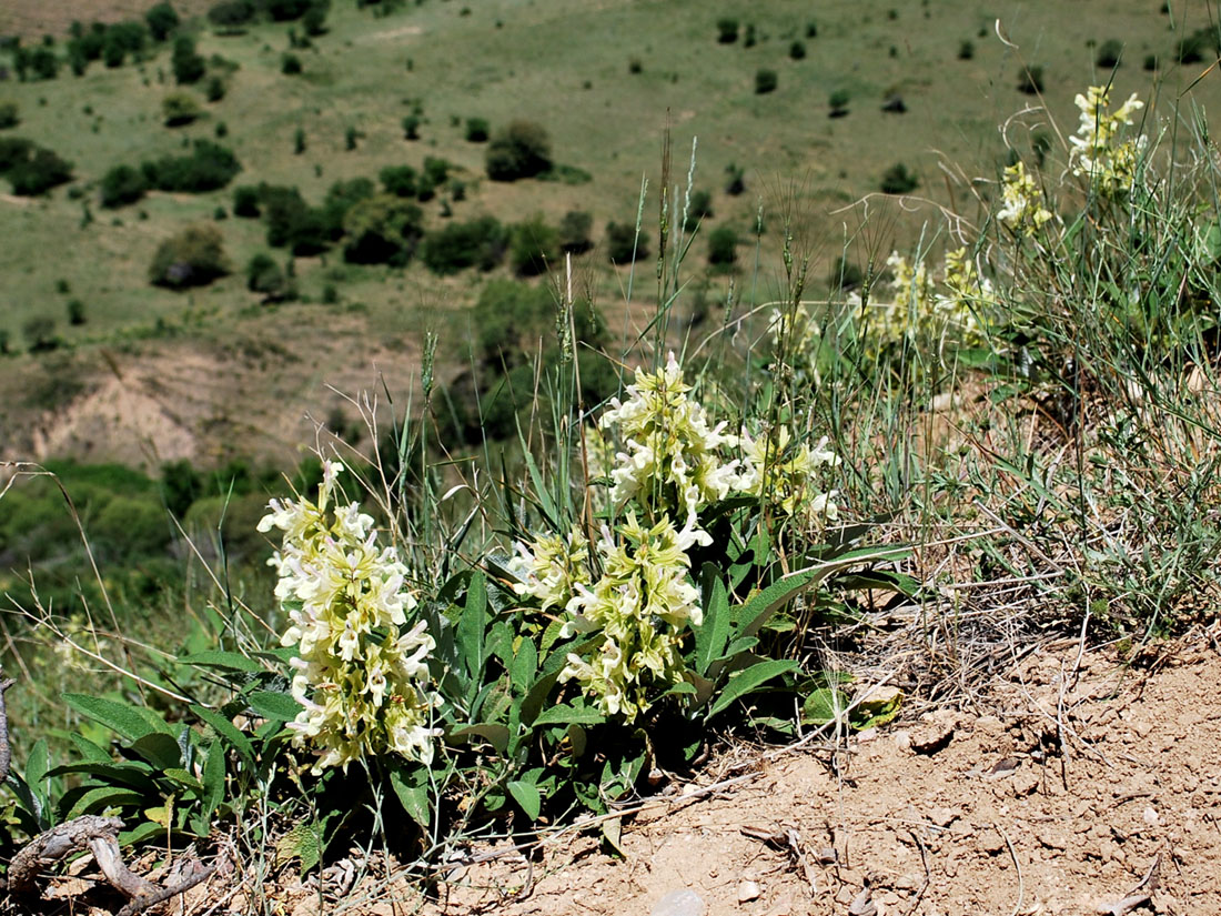 Изображение особи Salvia korolkowii.