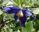 Clematis integrifolia