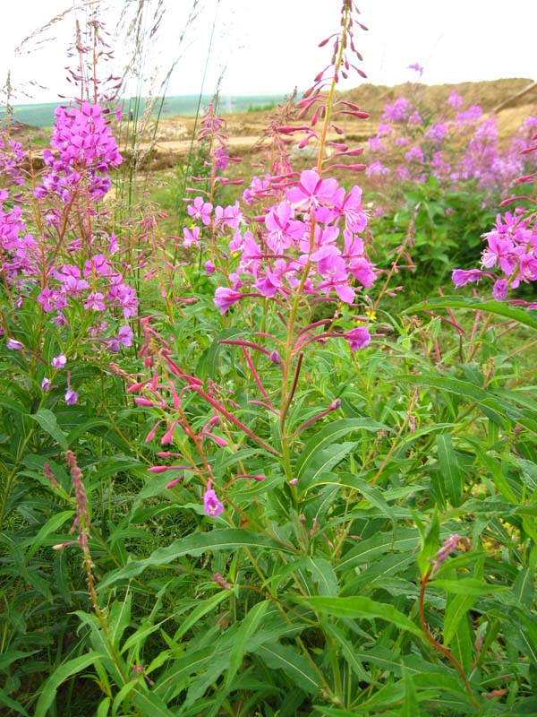 Изображение особи Chamaenerion angustifolium.