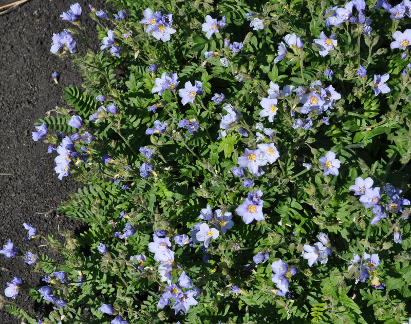 Изображение особи Polemonium boreale.