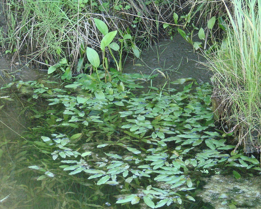 Изображение особи Potamogeton alpinus.