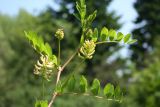 Astragalus glycyphyllos