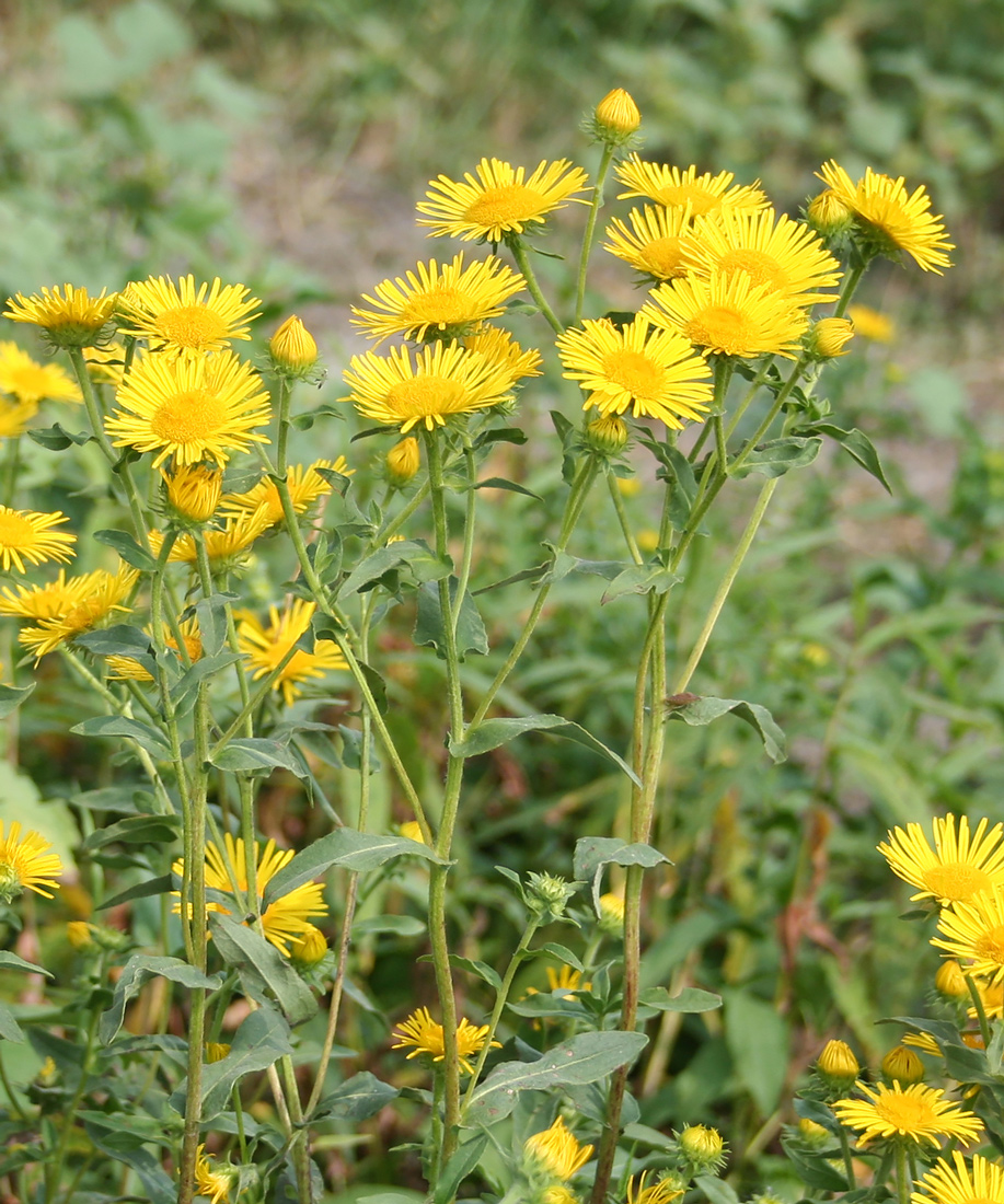 Изображение особи Inula britannica.