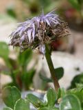 Globularia cordifolia. Увядающее соцветие. Германия, г. Дюссельдорф, Ботанический сад университета. 04.05.2014.