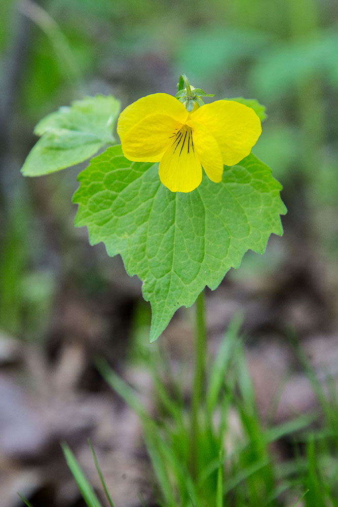 Изображение особи Viola uniflora.