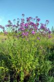 Hesperis sibirica