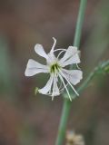 Silene schmalhausenii