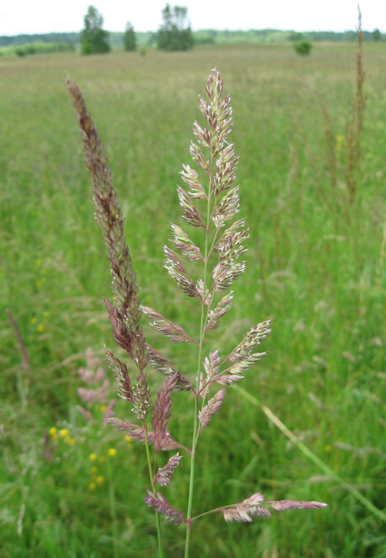 Изображение особи Phalaroides arundinacea.