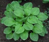 Hosta plantaginea