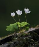 Oxalis acetosella. Цветущее растение. Бурятия, Байкальский заповедник, нижняя часть северного склона хр. Хамар-Дабан, водораздел рек Осиновка и Ушаковка, темнохвойная тайга. 09.06.2013.