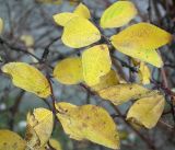 Lonicera caerulea. Побег с листьями в осенней окраске. Санкт-Петербург. 11 ноября 2009 г.