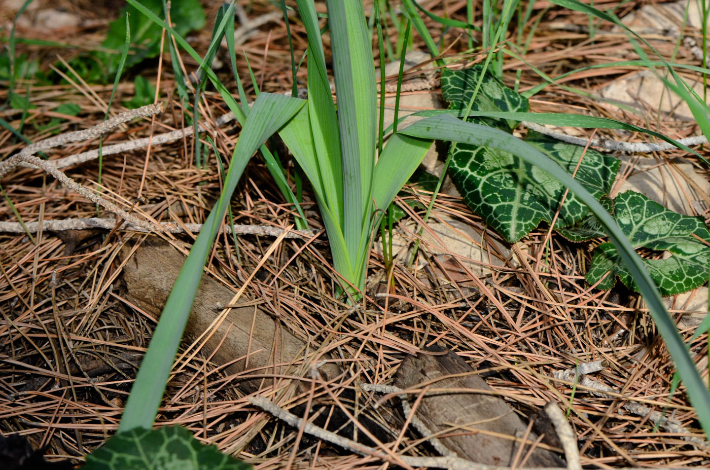 Изображение особи Narcissus tazetta.