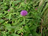 Cirsium vlassovianum