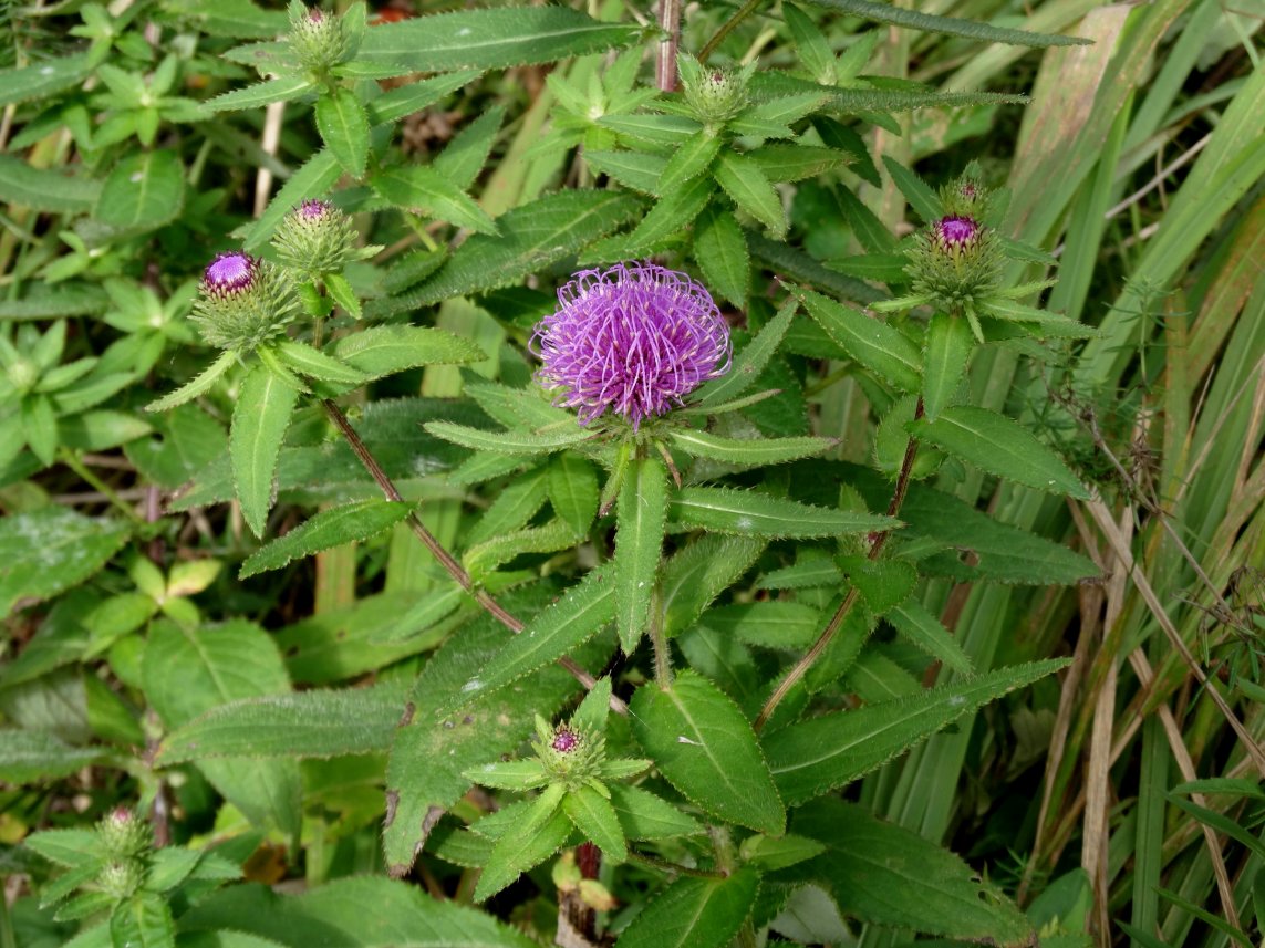 Изображение особи Cirsium vlassovianum.