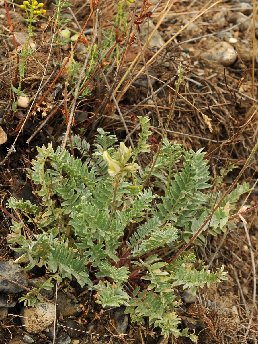 Изображение особи Oxytropis aulieatensis.